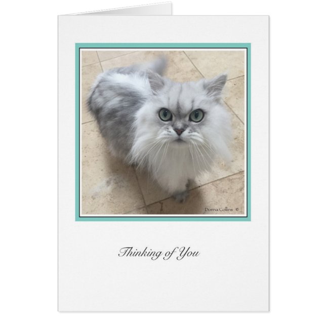 KiKiコレクション番号2 (正面)