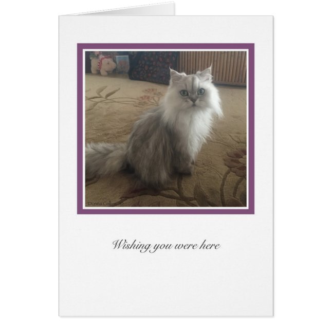 KiKiコレクション# 1 (正面)