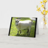 Kikiピグミーのヤギの挨拶状 カード (黄色い花)