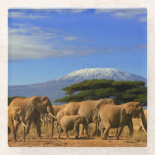 Kilimanjaroおよび象 ガラスコースター