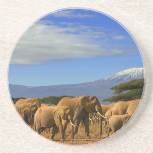 Kilimanjaroおよび象 コースター (正面)