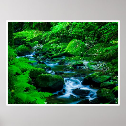 Killarney National Park Wall Art | Mossy Stream ポスター (正面)
