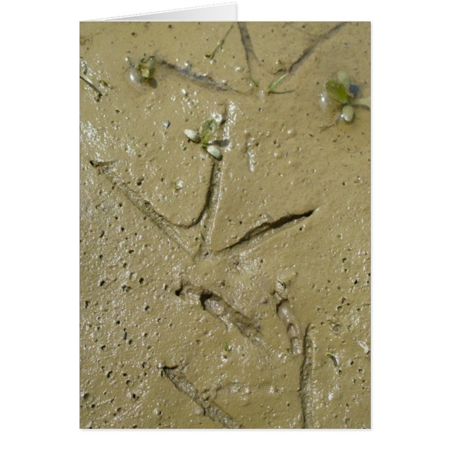 Killdeerトラック (正面)