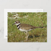 Killdeer写真 ポストカード (正面/裏面)