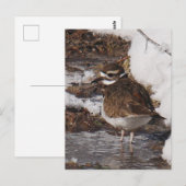Killdeer はがき (正面/裏面)