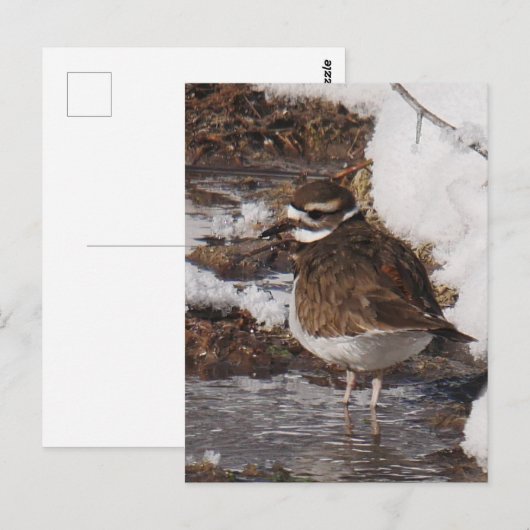 Killdeer はがき (正面/裏面)
