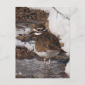 Killdeer はがき (正面)