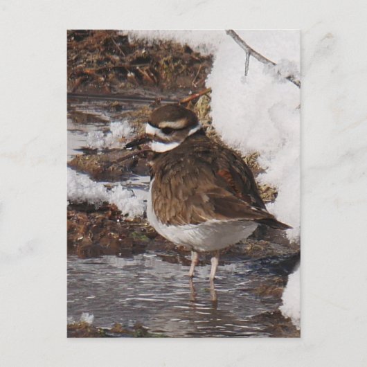 Killdeer はがき (正面)
