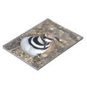Killdeer Bird (my photography) ノートブック (左側)