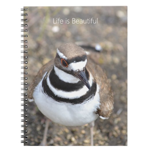 Killdeer Bird (my photography) ノートブック (正面)