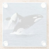 Killer whales ガラスコースター (裏面)