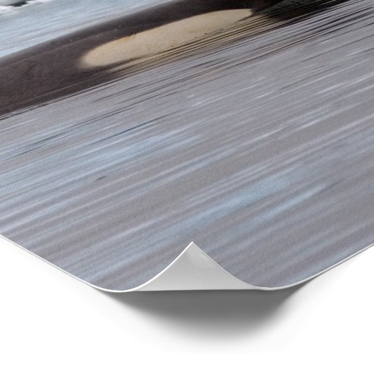 killer whales (orcas), Orcinus orca, pod ポスター (角)