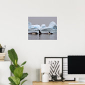 killer whales (orcas), Orcinus orca, pod ポスター (ホームオフィス)