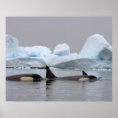 killer whales (orcas), Orcinus orca, pod ポスター (正面)