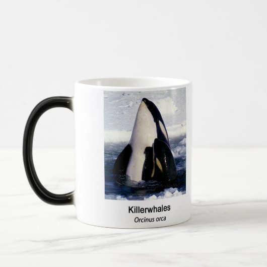 Killerwhale , Orcinus orca モーフィングマグカップ (左)