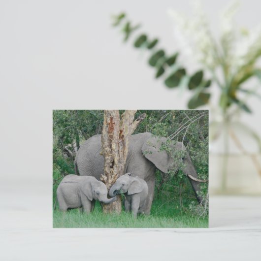 Kinded Spirits (2) ポストカード (スタンド正面)