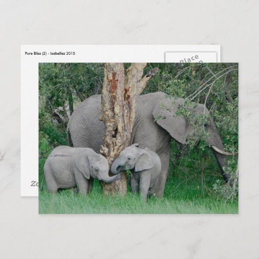 Kinded Spirits (2) ポストカード (正面/裏面)