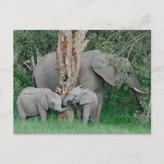 Kinded Spirits (2) ポストカード (正面)