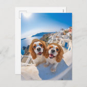King Charles Cocker Spaniel in Santorini シーズンポストカード (正面/裏面)
