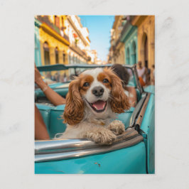 King Charles Cocker Spaniel Takes Selfies in Cuba シーズンポストカード