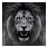 King of the Jungle ポスター (正面)