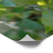 King Parrot Poster ポスター (角)