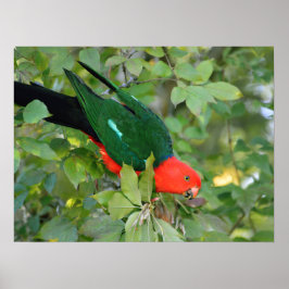 King Parrot Poster ポスター
