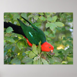 King Parrot Poster ポスター