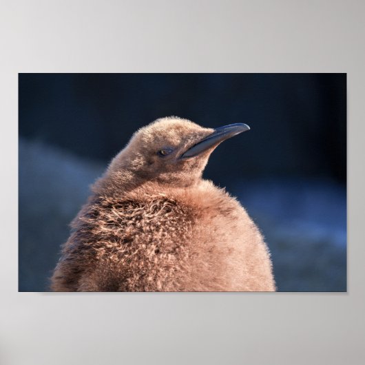 King Penguin Baby ポスター (正面)