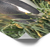 King Penguin Lovers ポスター (角)