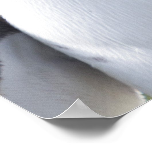 King penguins ポスター (角)