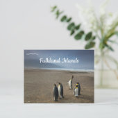 King Penguins on Falkland Islands ポストカード (スタンド正面)