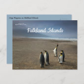 King Penguins on Falkland Islands ポストカード (正面/裏面)
