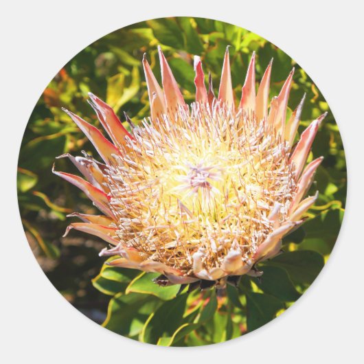 King Protea #3シール ラウンドシール (正面)