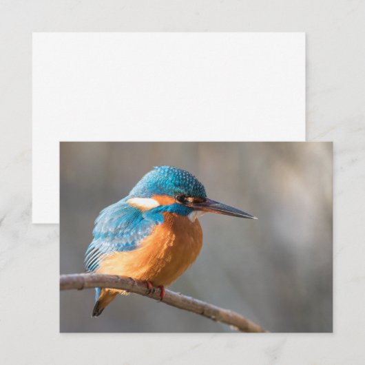 Kingfisher自然写真カード (正面/裏面)