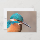 Kingfisher自然写真カード (正面)