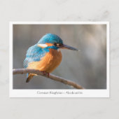 Kingfisher自然写真 ポストカード (正面)
