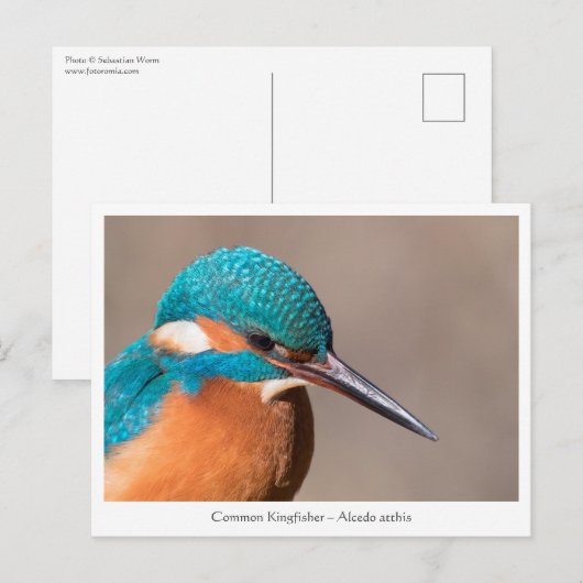 Kingfisher自然写真 ポストカード (正面/裏面)