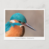 Kingfisher自然写真 ポストカード (正面)
