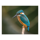 KIngfisher フォトプリント (正面)