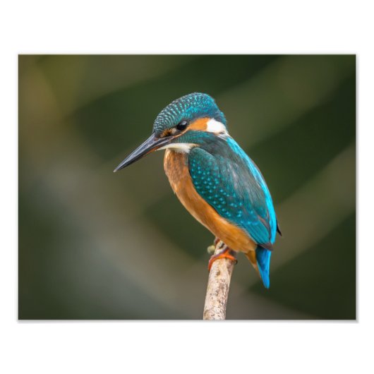 KIngfisher フォトプリント (正面)