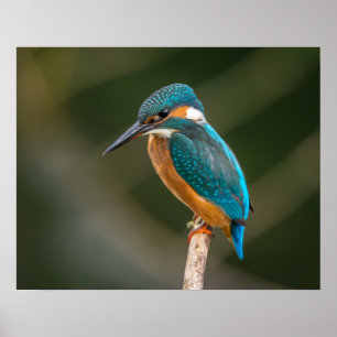 KIngfisher ポスター