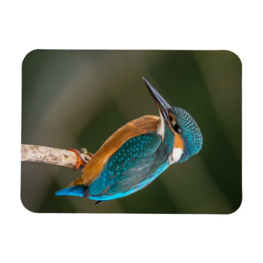 KIngfisher マグネット (横)