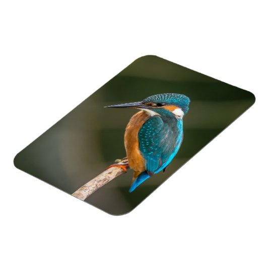 KIngfisher マグネット (左側)