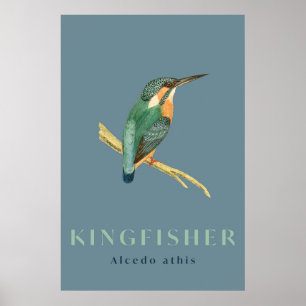 Kingfisher bird vintage  Poster ポスター