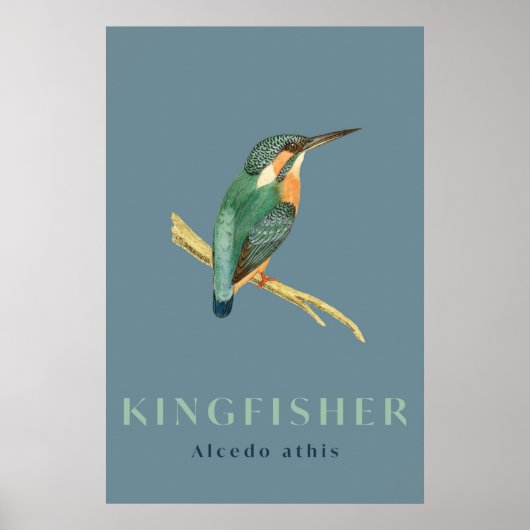 Kingfisher bird vintage  Poster ポスター (正面)