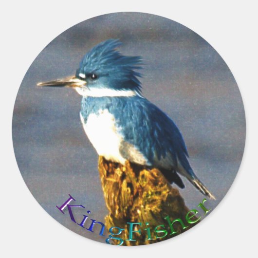 Kingfisher Bird Wildlifeシール ラウンドシール (正面)
