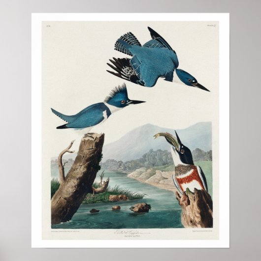 Kingfisher by Audubon Poster ポスター (正面)