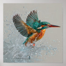 Kingfisher Dive - Vibrant Bird Hunting in Clear Wa