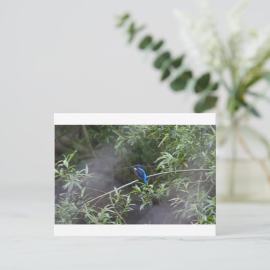 kingfisher.jpg ポストカード (スタンド正面)